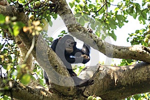 Chimpanzee, pan troglodytes, chimp, Budongo forest, Uganda