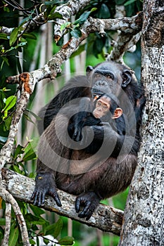 Chimpanzee (Pan troglodytes) with a cub on mangrove branches.