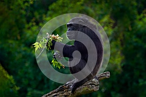 Chimpanzee, Pan troglodytes, feeding leaves on the tree trunk in the dark forest. Black monkey in the nature habitat, Uganda in