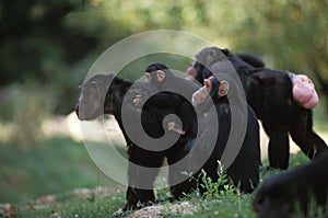 Chimpanzee, pan troglodytes, Group with Adults and Young