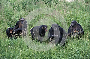 Chimpanzee, pan troglodytes, Group with Adults and Youngs