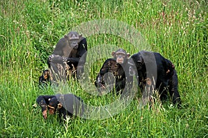 CHIMPANZEE pan troglodytes, GROUP WITH FEMALES AND YOUNGS