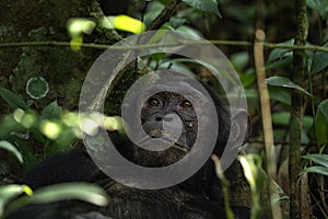 Chimpanzee, pan troglodytes, Kabale forest, Uganda