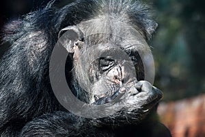 Chimpanzee Pan Troglodytes Looking at Hand