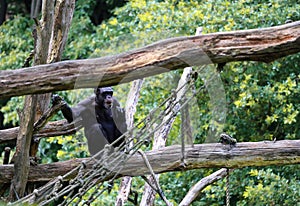 Chimpanzee Pan troglodytes relaxing on a tree branch.