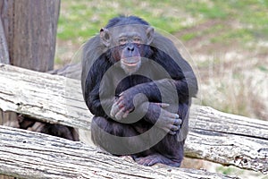 Chimpanzee (Pan Troglodytes) sitting