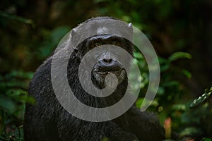 Chimpancé sartén sobre el un árbol en, oscuro Bosque negro monos en naturaleza en 