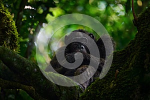 Chimpanzee, Pan troglodytes, on the tree in Kibale National Park in Uganda, dark forest. Black monkey in the nature habitat,