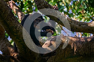 Chimpanzee, Pan troglodytes, on the tree in Kibale National Park in Uganda, dark forest. Black monkey in the nature habitat,