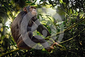 Chimpanzee, Pan troglodytes, on the tree in Kibale National Park, Uganda, dark forest. Black monkey in the nature, Uganda in