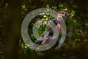 Chimpanzee, Pan troglodytes, on the tree in Kibale National Park, Uganda, dark forest. Black monkey in the nature, Uganda in