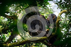 Chimpanzee, Pan troglodytes, on the tree in Kibale National Park, Uganda, dark forest. Black monkey in the nature, Uganda in