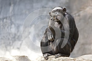 Chimpanzee Picking it's Teeth