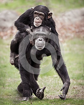 Chimpanzee Piggyback II