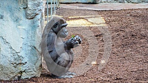 Chimpanzee is playing with a plant.