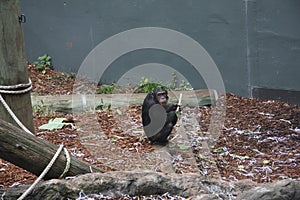 Chimpanzee playing with stick this is a youngster they act quite human as they make toys out of anything