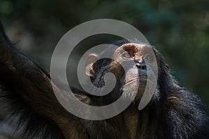 Chimpanzee portrait