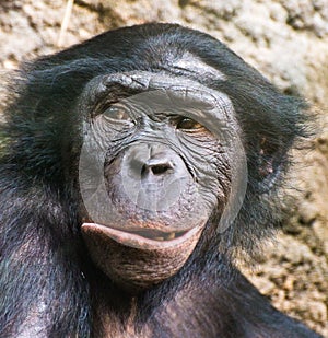 Chimpanzee portrait.