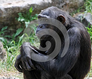 Chimpanzee portrait