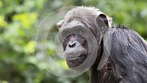 Chimpanzee portrait