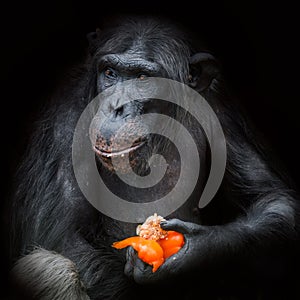 Chimpanzee portrait close up at black background eating paprika