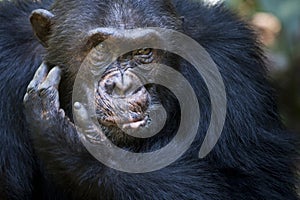 Chimpanzee portrait photo