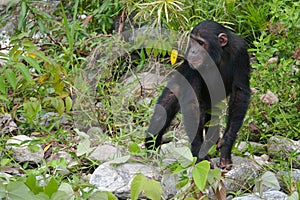 Chimpanzee pose