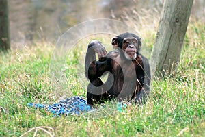 Chimpanzee poses