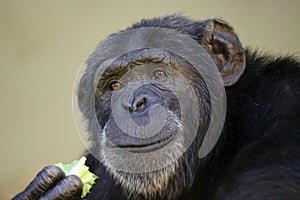 Chimpanzee primate portrait