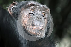 Chimpanzee primate portrait