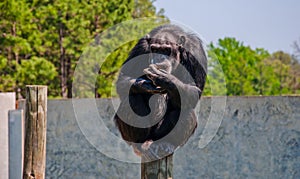Chimpanzee Primate sitting on a tall pole holding food