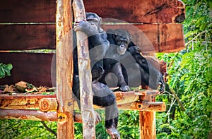 CHIMPANZEE PRISONED IN ZOO