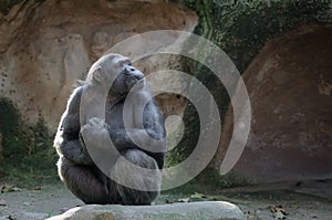 Chimpanzee with proud and important look