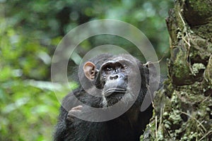 Chimpanzee in the rain forest