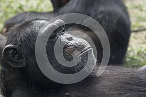 A Chimpanzee resting