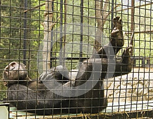 Chimpanzee resting