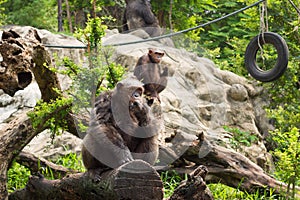 The chimpanzee on a rock at the zoo