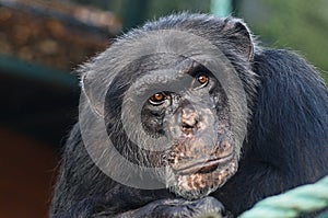 Chimpanzee`s sad stare