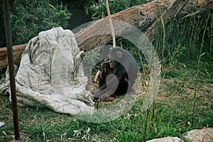 Chimpanzee in safari zoo wildlife in Fasano apulia safari zoo Italy