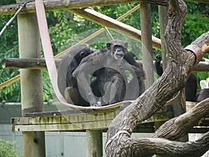 Chimpanzee seated on Tree House photo