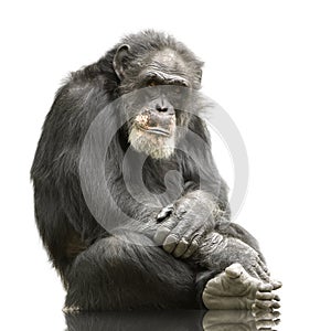 Chimpanzee - Simia troglodytes