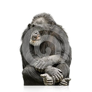 Chimpanzee - Simia troglodytes photo