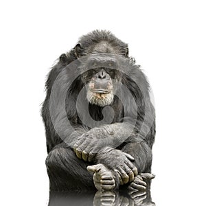 Chimpanzee - Simia troglodytes photo