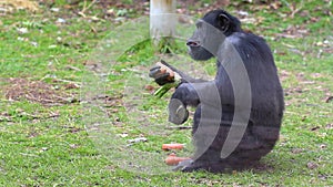A chimpanzee sits on a green lawn and eats vegetables