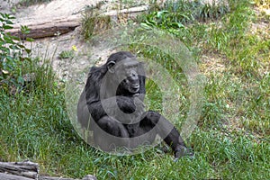 A chimpanzee sitting in the grass