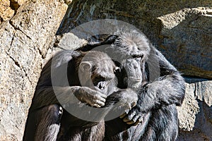 Chimpanzee Sitting On Grass. Chimpanzees In Zoo