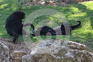 Chimpanzee Sitting On Grass. Chimpanzees In Zoo