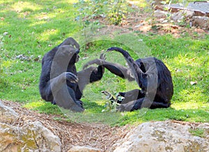 Chimpanzee Sitting On Grass. Chimpanzees In Zoo