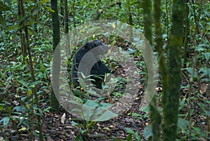 Chimpanzee Sitting in Green Forest