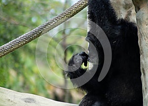 Chimpanzee Sitting and Holding Rope While Making Expression
